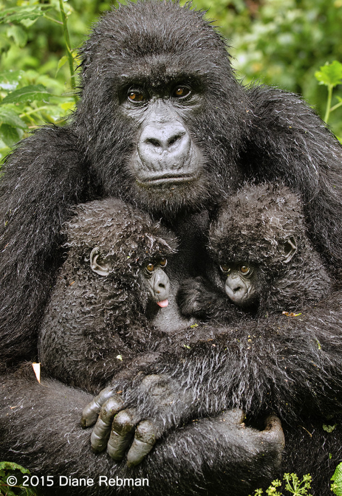 This is only the 5th reported set of twins in Mountain Gorillas. Volcanoes National Park, Rwanda Nikon D7000, Nikon 70-200 f2.8 lens@70mm, f5, 1/160 sec, ISO 1600, -0.3 exp compensation, handheld After a particularly arduous hike through dense forest, up and down the side of a slippery,steep ravine, in the rain, the mountain gorillas finally settled down to eat nettles. As I was photographing this mother with her twins, the silverback chased her off so that he could eat from the nettles she had chosen. She vocalized loudly but moved on to a new spot. In this photo you can feel her tension as she glances sideways at the silverback. The twins appear blissfully unaware of the conflict.