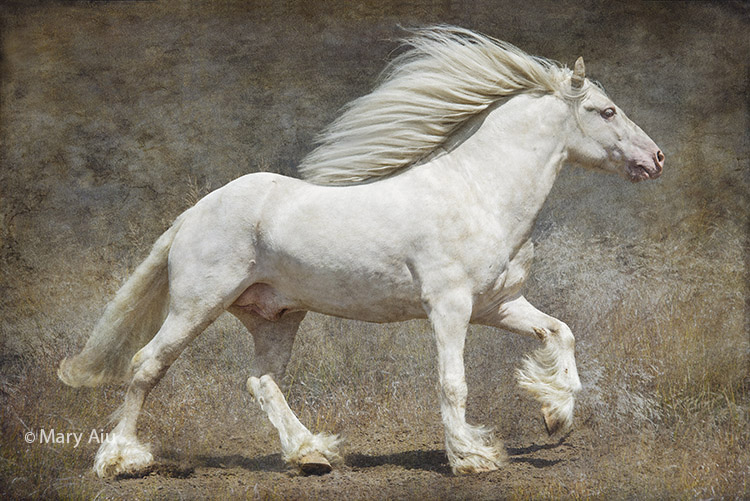 ©2016 Mary Aiu (On The Run - Gypsy Horse)
