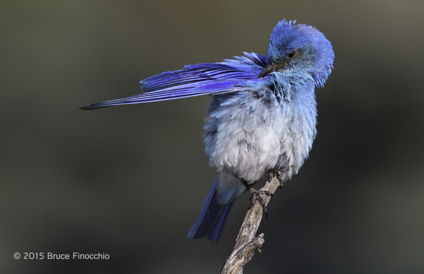 © 2010 Bruce Finocchio -- Male Mountain Bluebird