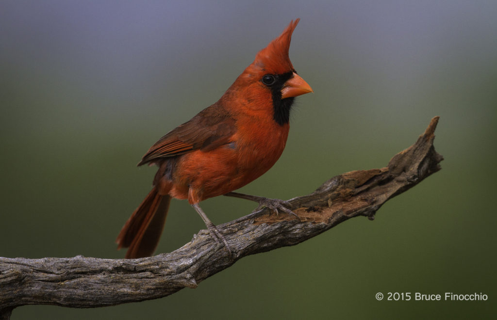 © 2013 Bruce Finocchio -- Male Cardinal
